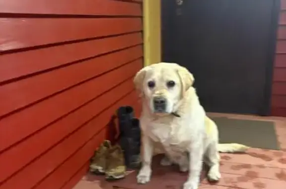 Найдена собака, , фото: Лабрадор найден: Верхняя ул., Лобня