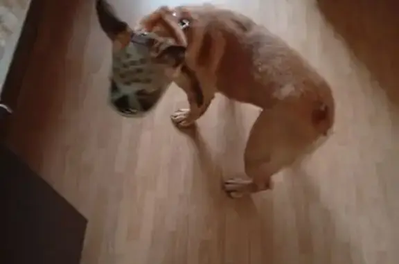 Найдена собака, Тверь, фото: Собака найдена на Московском шоссе, Тверь