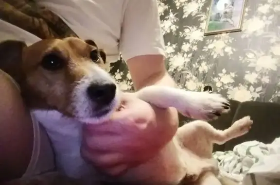 Собака найдена у шинки, Пермь