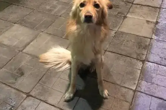 Найдена собака, Омск, фото: Собака найдена на Лермонтова 34, Омск