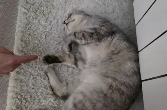 Найдена кошка, Томск, фото: Кошка найдена: Дербышевский пер., Томск