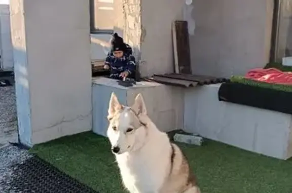 Собаки потеряшки, , фото: Потеряшка собака, Фирсово, Отрадная ул.