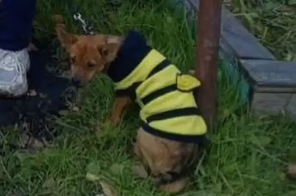 Собаки потеряшки, Новокузнецк, фото: Потеряшка собака, Дорожная ул. 101, Новокузнецк