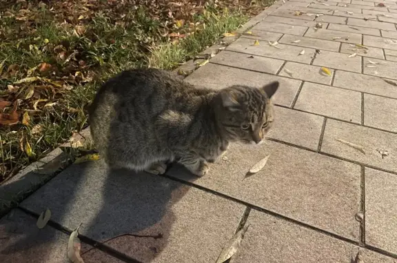 Кошка найдена: ул. Салимжанова, Казань