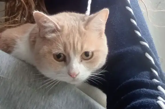 Пропал кот Персик, Домодедово, ул. 25 лет Октября, 2