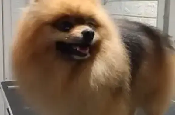 Собаки потеряшки, Ленинградская область, фото: Потеряшка собака, Колтушское поселение