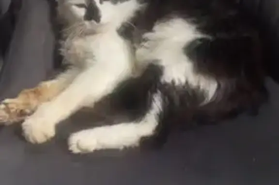 Найдена кошка, Дмитров, фото: Кошка найдена на Старо-Рогачёвской ул.