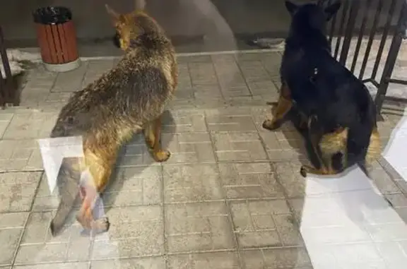 Найдена собака, Новосибирск, фото: Найдены овчарки, ул. Заслонова, Новосибирск