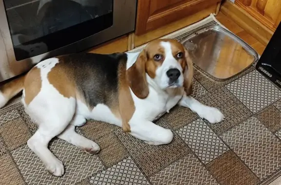 Собаки потеряшки, Воронежская область, фото: Потеряшка собака, с. Копенкино, Воронежская обл.