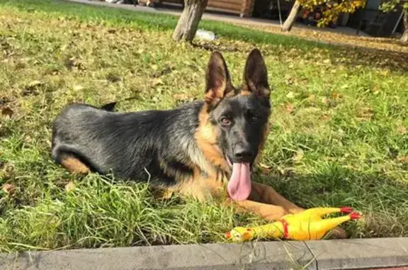 Собаки потеряшки, Саранск, фото: Потеряшка собака, ул. Баляева, 10, Саранск