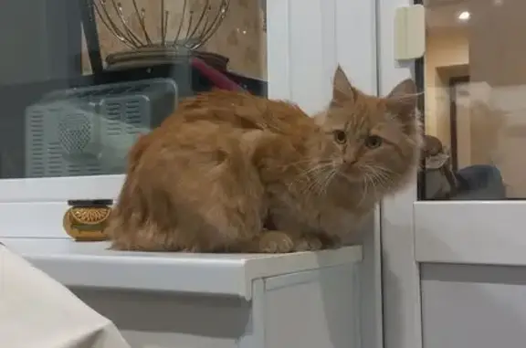 Найдена кошка, Кострома, фото: Кошка найдена на Крупской, 23А, Кострома