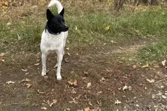 Собака найдена в Загородном парке, Самара