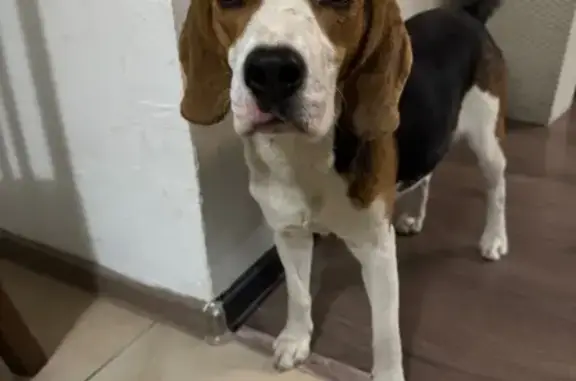 Бигль найдена, пр. Королёва 30А, Ростов-на-Дону