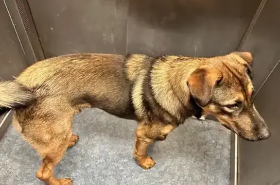 Найдена собака, Москва, фото: Щенок найден: Рождественская ул, 21 к5