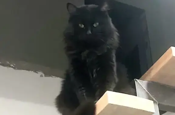 Кошки потеряшки, , фото: Потеряшка кот, Урожайная ул., 39, Рязань