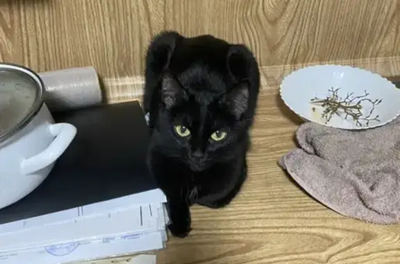 Кошки потеряшки, Курган, фото: Потеряшка кошка, Красномаячная ул., 49, Курган