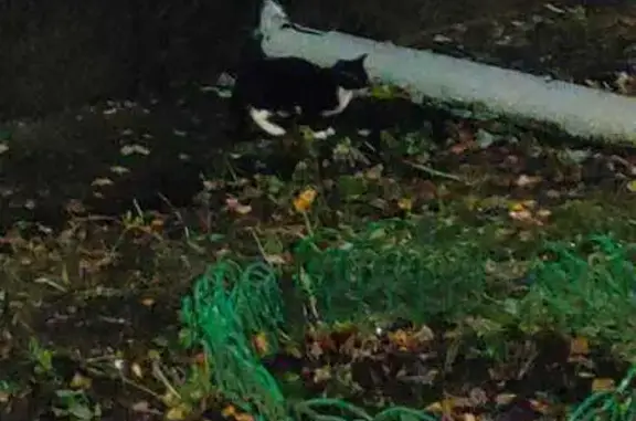 Кошка найдена: Чертановская 24 к2, Москва