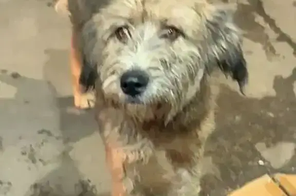 Молодая собачка найдена, Пензе...