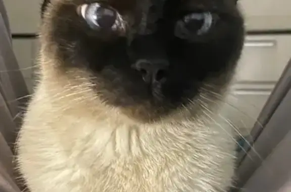 Пропала кошка, ул. Волгина 8А к1, Москва