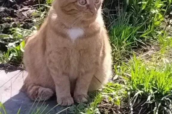 Пропала кошка, ул. Жуковского 23, Луховицы