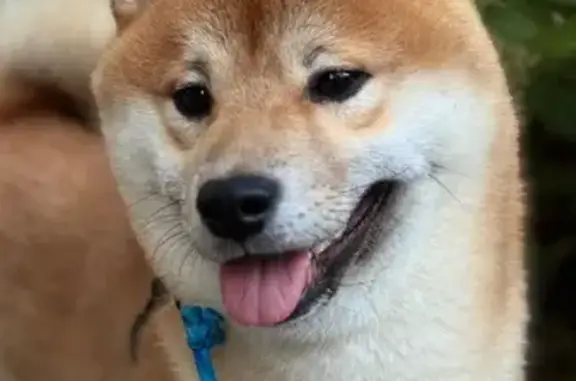 Собаки потеряшки, Зеленогорск, фото: Потеряшка собака, Зеленогорск, ул. 55