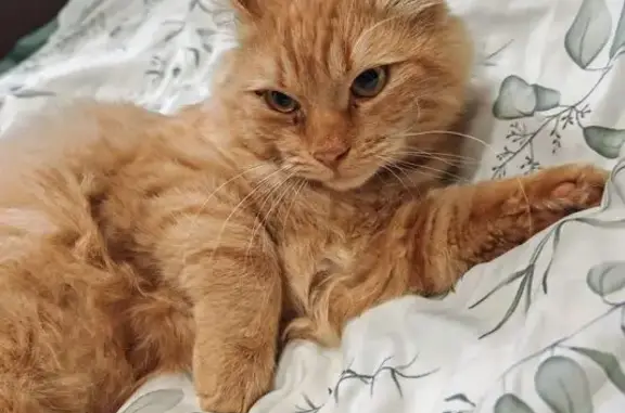 Кошки потеряшки, Кубинка, фото: Потеряшка кошка, ул. Генерала Вотинцева