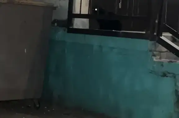 Черная кошка найдена на ул. 9 Мая, 36А