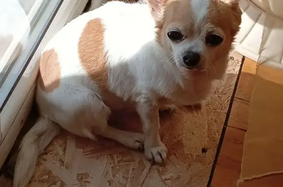 Собаки потеряшки, Горячеводский, фото: Потеряшка собака, ул. Любчиковых, Горячеводский