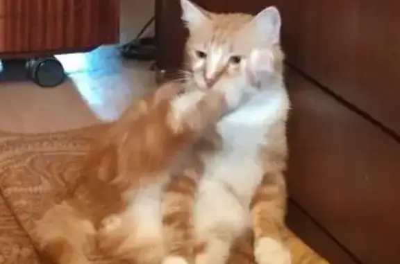 Пропала кошка, Дубна, Тверская обл.