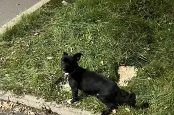 Найдена собака у Карла Маркса 177