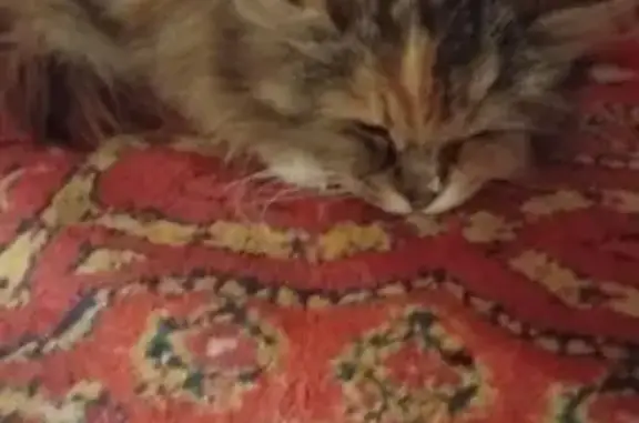 Кошка найдена: Тула, Тульская обл.