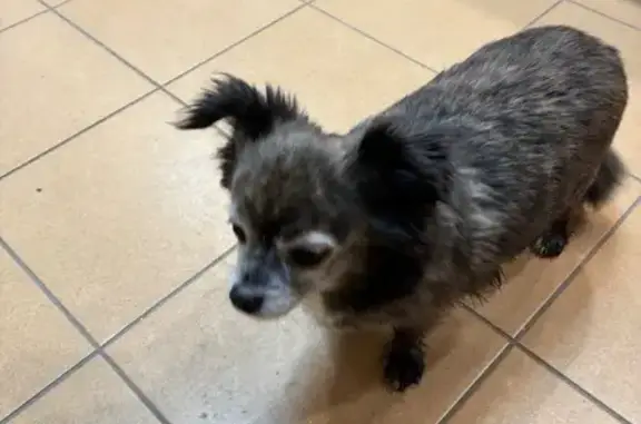 Найдена собака, Киров, фото: Собака найдена: Октябрьский пр., 48, Киров