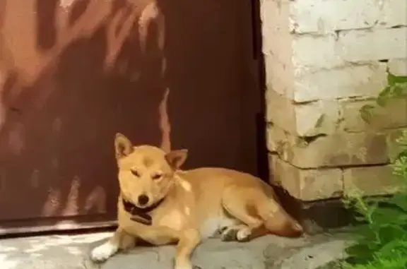 Собаки потеряшки, Ставрополь, фото: Потеряшка щенок Сиба-ину, Лермонтова 52А