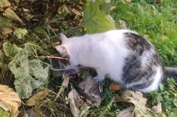 Кошка найдена, ул. Дудко, СПб