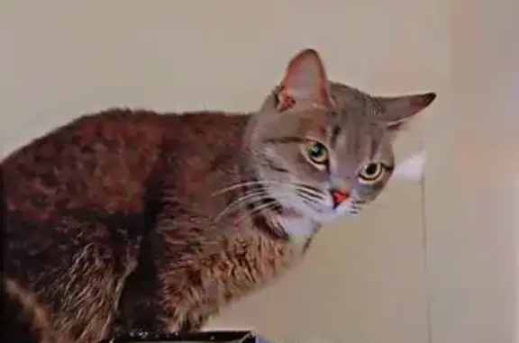 Пропала кошка, Героя Давыдова 14, НН