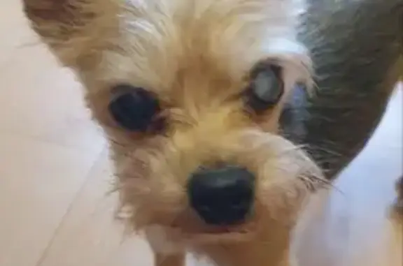 Собаки потеряшки, Челябинск, фото: Потеряшка собака на ул. Ставропольская