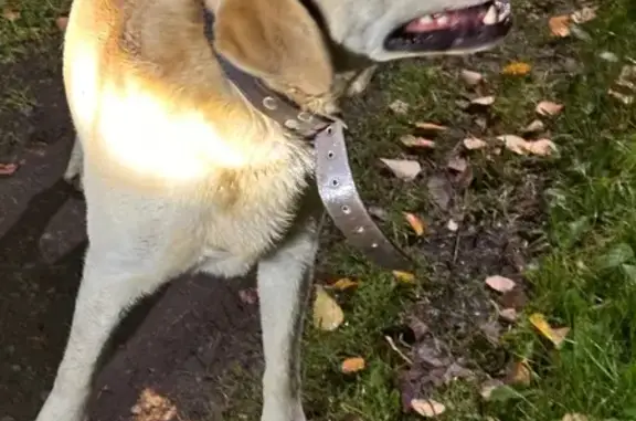 Найдена собака, Ногинск, фото: Лабрадор найден: Каштановая ул, 3, Ногинск