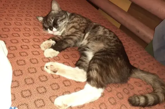 Кошки потеряшки, Васильевка, фото: Потеряшка кошка, ул. Мира 47Б, Васильевка