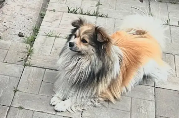 Собаки потеряшки, Чебоксары, фото: Потеряшка собака Кузя, ул. Серафимовича 5