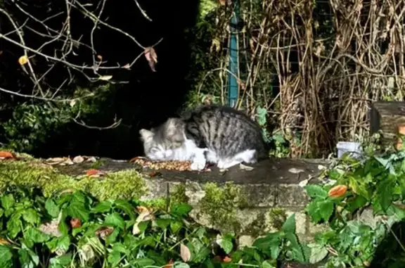 Найденные животные Ленинградская область, фото: Кошка найдена в Гатчине, Ленобласть