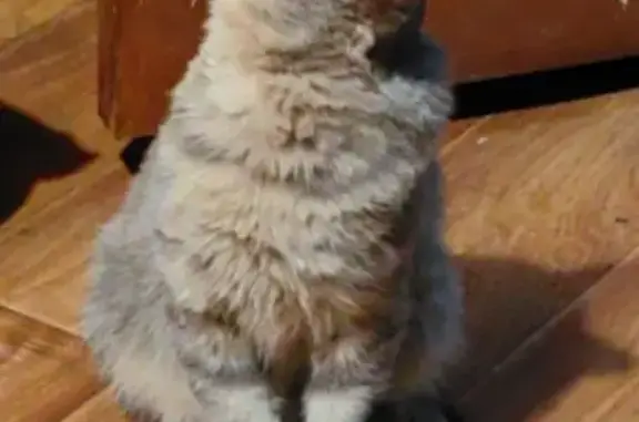 Пропала кошка, Октябрьская ул., Новозавидовский