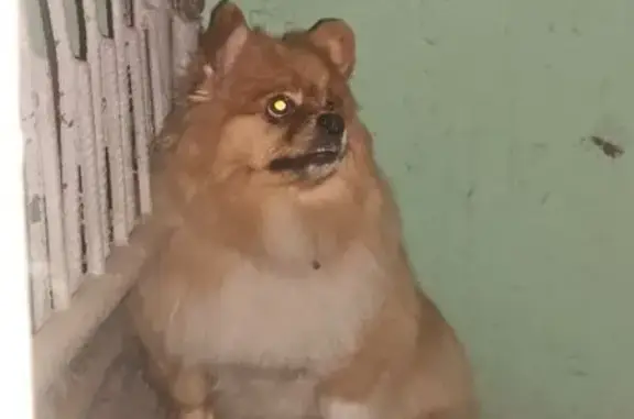 Шпиц найден в подвале на Сорокина, 13