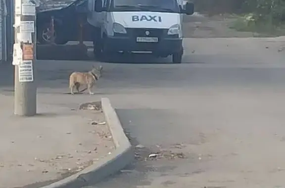 Пропала собака с пр. Ленина, 14, Самара