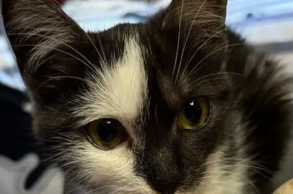 Кошки потеряшки, Энгельс, фото: Потеряшка кошка, ул. Расковой 7Б, Энгельс