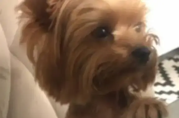 Собаки потеряшки, Абакан, фото: Потеряшка собака, Таштыпская 23-2, Абакан