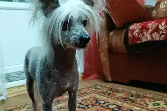 Собака найдена на ул. 8 Марта, Грязи