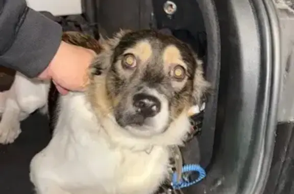 Найдена собака, Санкт-Петербург, фото: Найдена собака, Гончарная 24, СПб