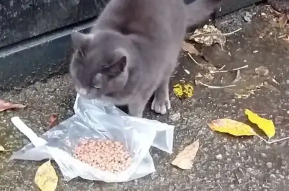 Найдена кошка у 