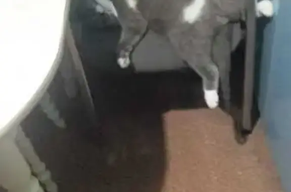 Кошки потеряшки, Иркутск, фото: Потеряшка кошка на Помяловского, 10А