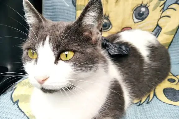 Кошка найдена: ул. 68-й Морской Бригады, 20А